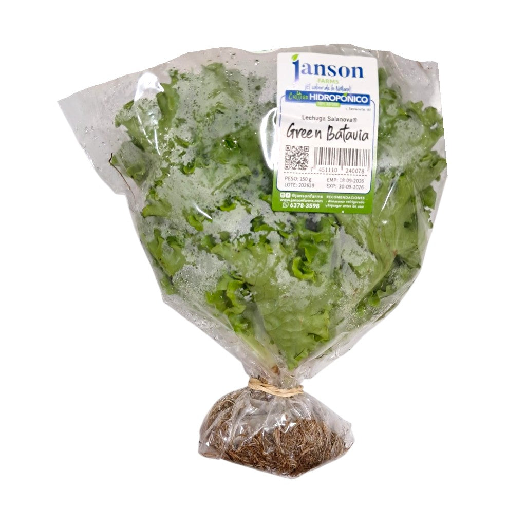 LECHUGA GREEN BATAVIA JANSON HIDROPONICS