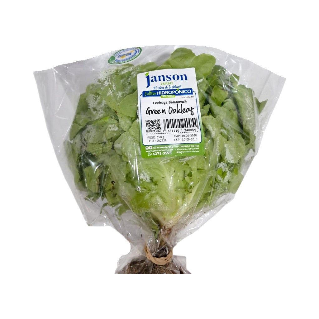LECHUGA GREEN OAKLEAF JANSON HIDROPONICS