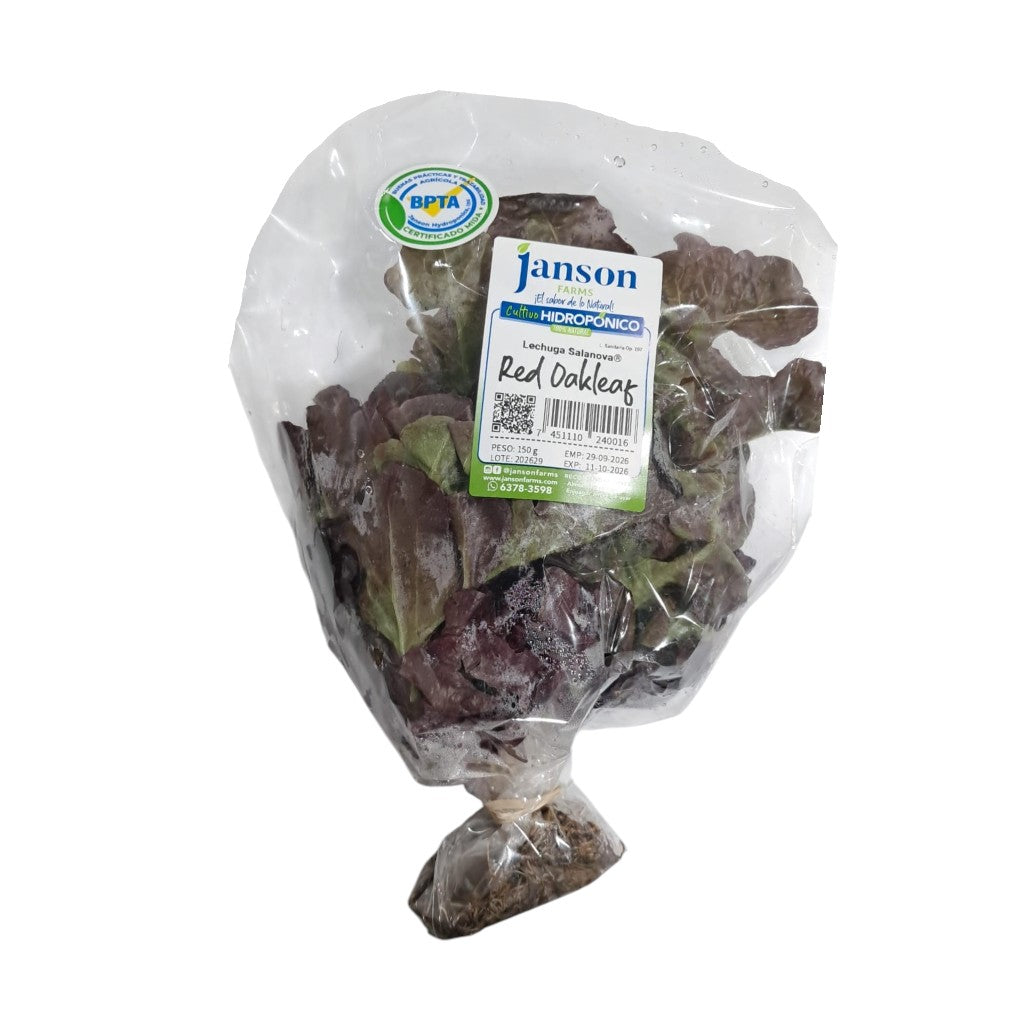 LECHUGA ROJA OAKLEAF JANSON HIDROPONICS