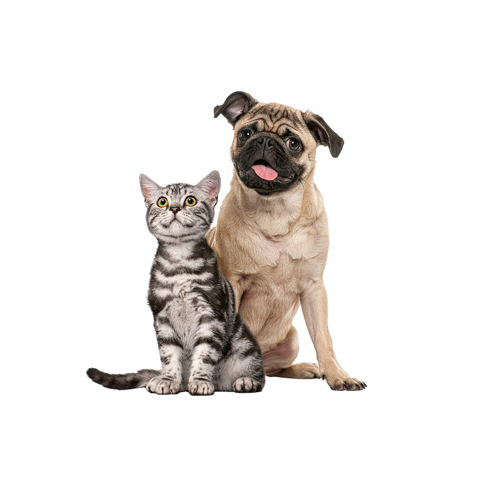 Mascotas