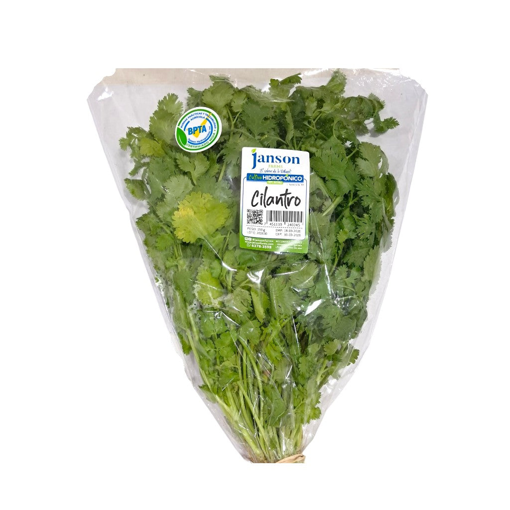CILANTRO FRESCO JANSON HIDROPONICS