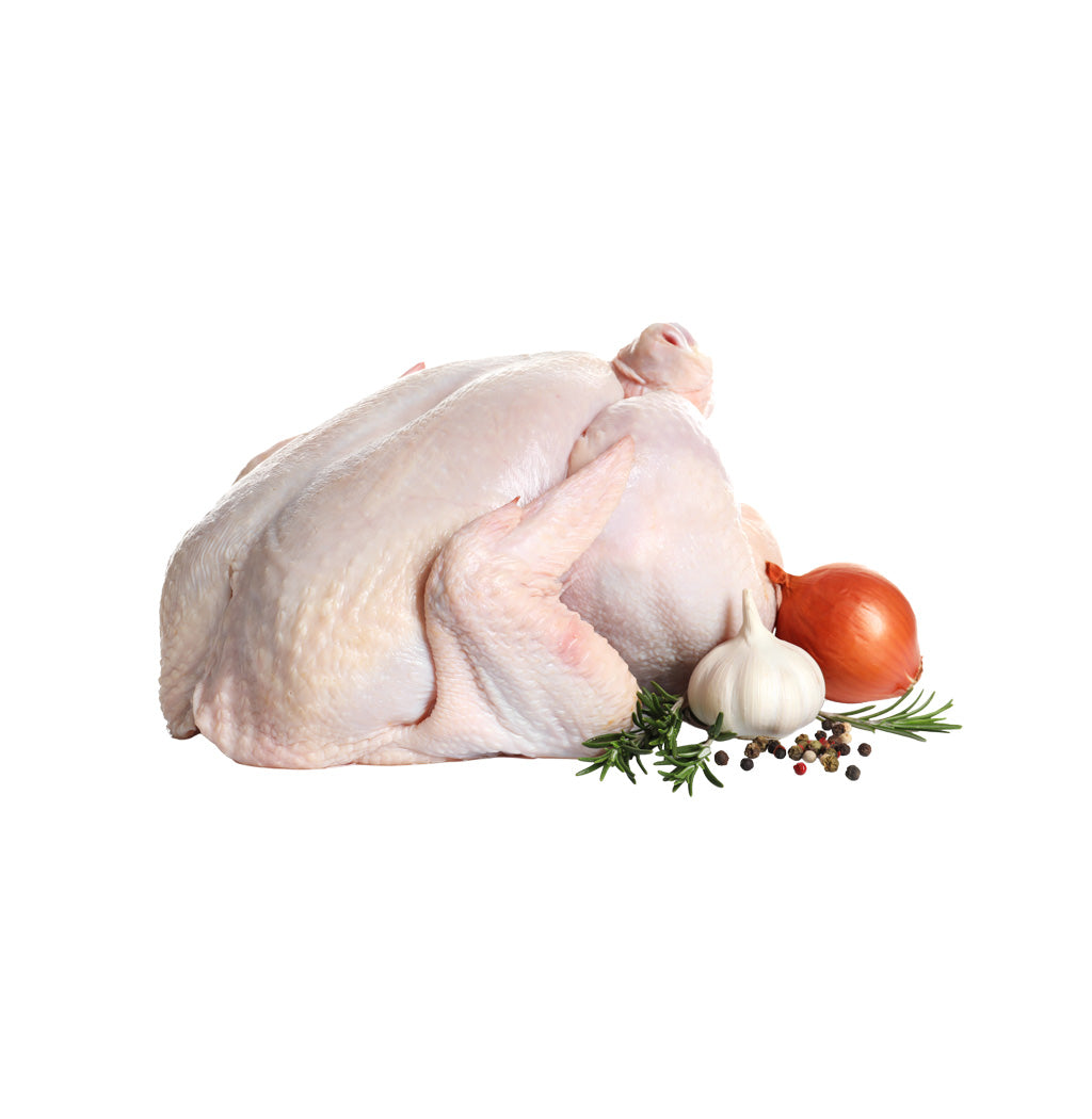 PAVO CAROLINA U