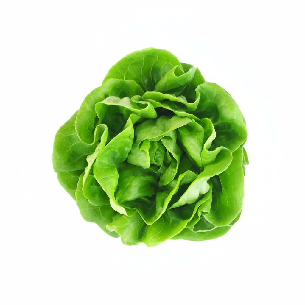 LECHUGA MANTEQUILLA POR KG