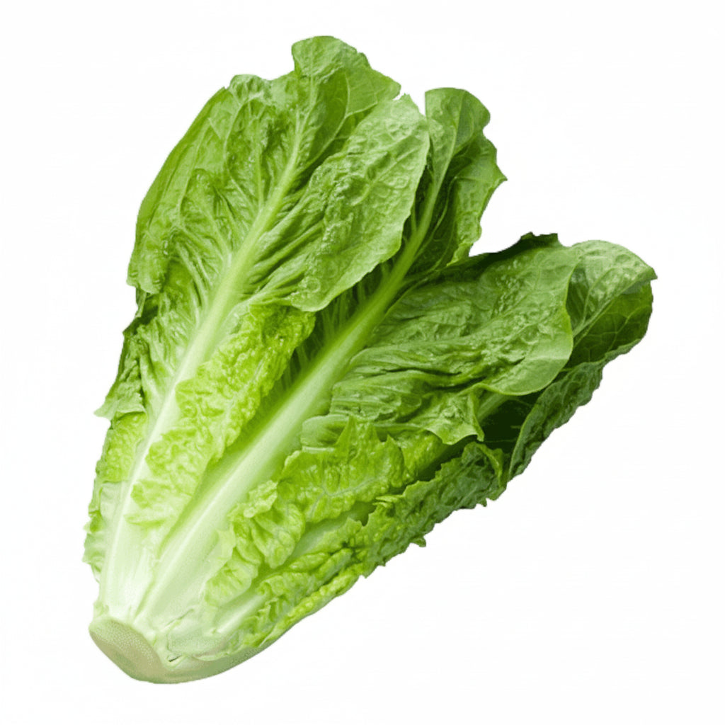 LECHUGA ROMANA POR KG