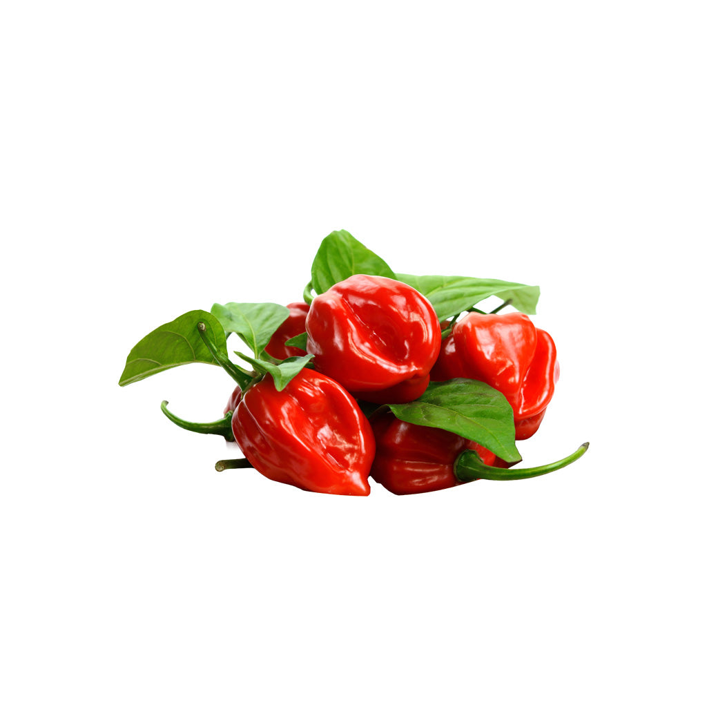 AJI  TROMPITO EMPACADO