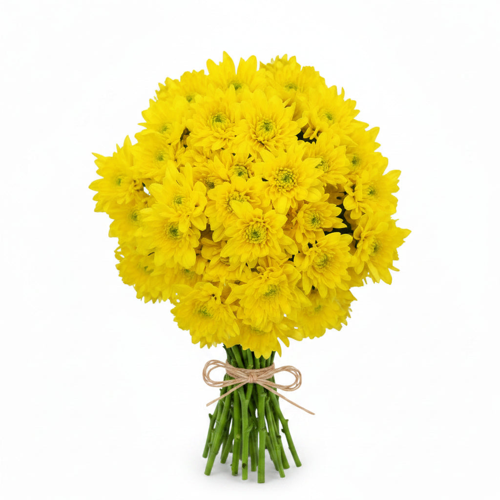 FLORES POMPOM CERRO PUNTA