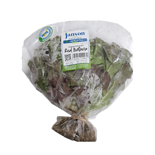 LECHUGA ROJA BATAVIA JANSON HIDROPONICS